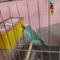 مرغ عشق با تخم