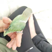 جوجه دستی|پرنده|کاشان, فاز ۲ ناجی آباد|دیوار