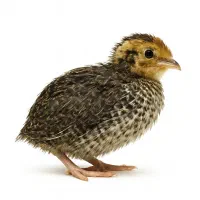 جوجه بلدرچین