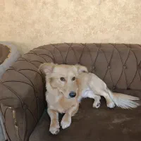 سگ...