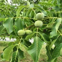 گردو تکان ماهر