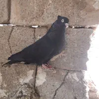 زاغ
