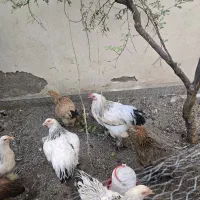 نه عدد مرغ برهما رومانی