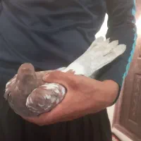 کفتر
