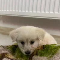 سگ خانگی|سگ|تهران, اسفندیاری|دیوار