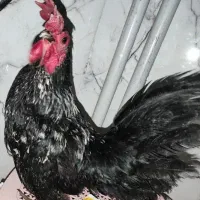 مرغ مینیاتوری جفت