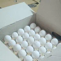 فروش عمده تخم مرغ زیر قیمت بارفروشی (ارسال رایگان)