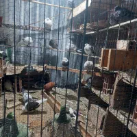 معاوضه کبوتر پرشی ساعتی با مث خودش