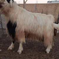 فروش سابرین ( بعده)