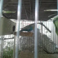 مرغ عشق نر