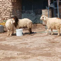 بره