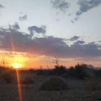 خرمای بلوچستان به صورت عمده