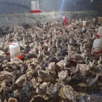 بوقلمون ۴۵ روزه بوربون و برنز سالن خودمون
