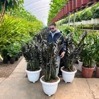 گیاهان اپارتمانی لوکس و مقاوم