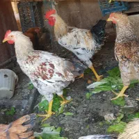 خروس رسمی یامحلی