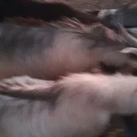 ۹عددکهره چاق امسال