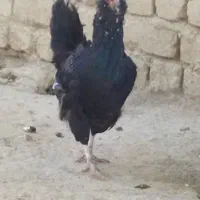 مزرعه حیوانات
