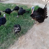 بوقلمون
