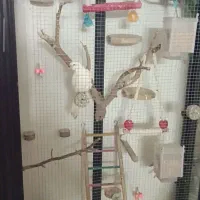 پرنده