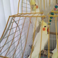 عروس هلندی