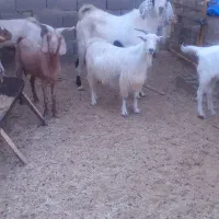 بز ،بزغاله سانن،میش وبره،چپش پاکستانی اصل،
