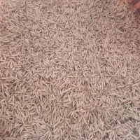 شلتوک برنج دمسیاه سرد در خمام