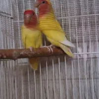 کوتوله برزیلی