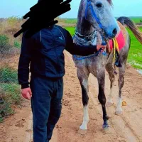 اسب|اسب و تجهیزات اسبسواری|شوش, |دیوار