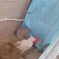 خروس سفید چهار ماهه