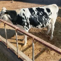 گاو ماده تلیسه