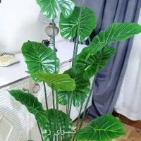 درختچه کنار سالنی