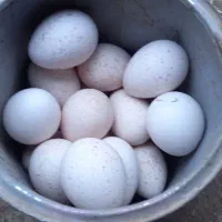 تخم بوقلمون نطفه دار تازه