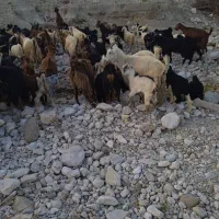 بز سالم و جوان