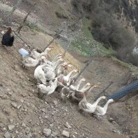 فروش غاز و قو غاز.