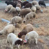 قربانی زنده  در خونه باقصابی