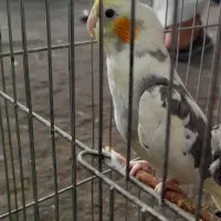 ۲ عدد عروس هلندی نر