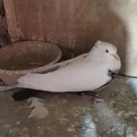 کبوتر|پرنده|چهاردانگه (تهران), |دیوار