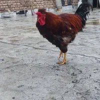 خروس یک ساله