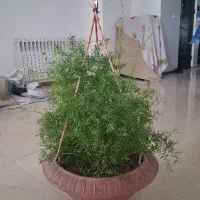 گیاه آپارتمانی شویدی