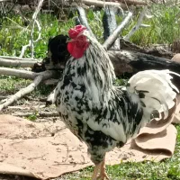 خروس گلین سلطنتی