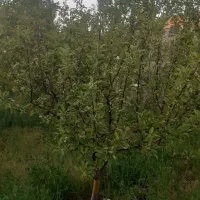 باغ حصار شده با فنس