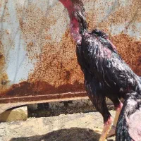 خروس لاری