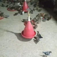 خروس محلی جوجه 240تومان