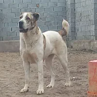 فروش ماده الابای