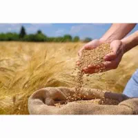 مشارکت درکاشت گندم(کشت قراردادی)
