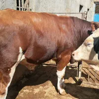 گوساله سیمنتال برای قربانی و نذری