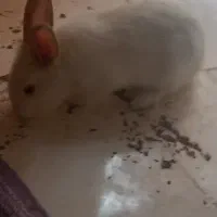 خرگوش