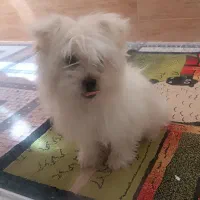سگ پاپی|سگ|برخوار, |دیوار