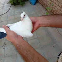 کبوتر