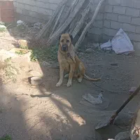 سگ سرابی